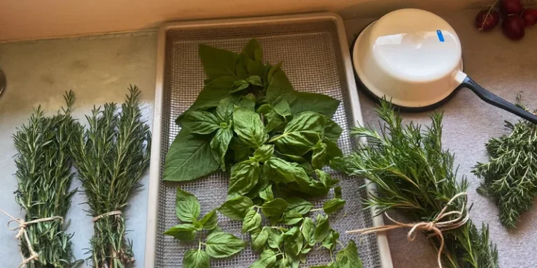 Mesh tray of fresh basil, thyme and rosemary