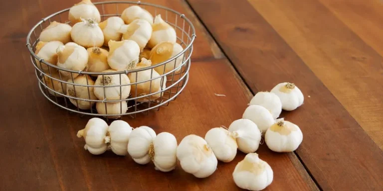 Garlic bulbs in a wire basket with a garlic braid